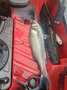 European Bass (Seabass)