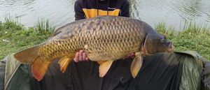 Common Carp