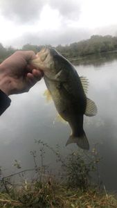 Smallmouth Bass