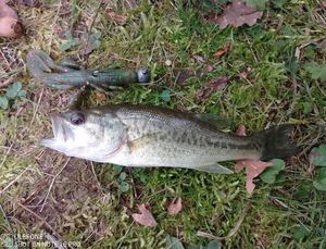 Largemouth Bass