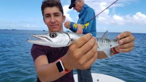Great Barracuda