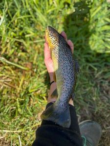 Brown Trout