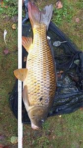 Common Carp