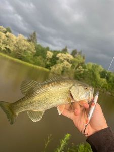 Largemouth Bass
