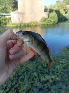 European Perch