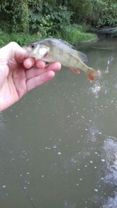 European Perch