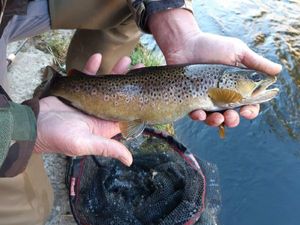 Brown Trout
