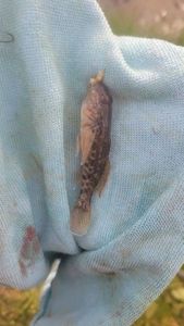 Round Goby