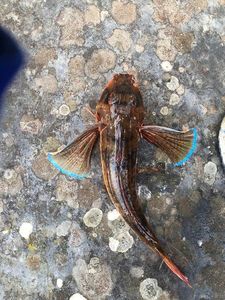 Grey Gurnard