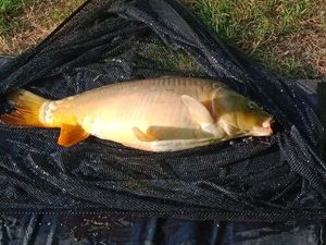 Mirror Carp