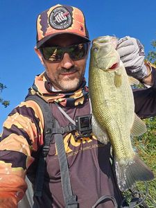 Largemouth Bass