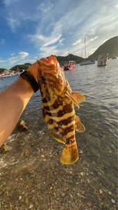Nassau Grouper