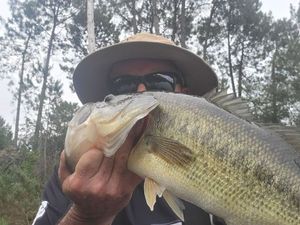 Largemouth Bass