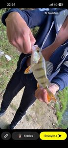 European Perch
