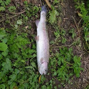 Rainbow Trout