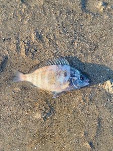 Black Seabream