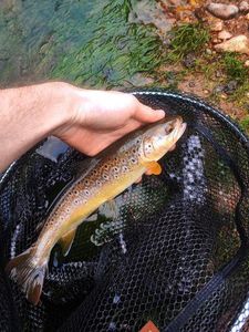 Brown Trout