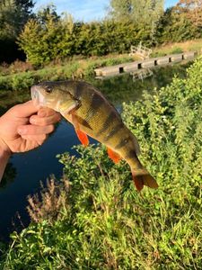 European Perch