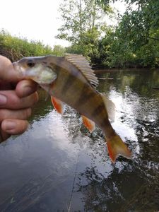 European Perch