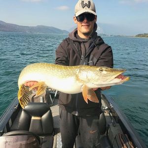 Northern Pike