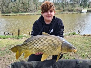 Common Carp