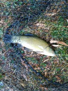 Tench