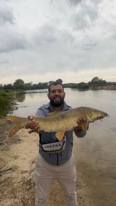 Barbel