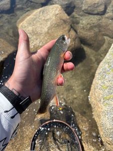 Brook Trout