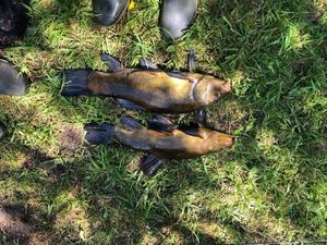 Tench