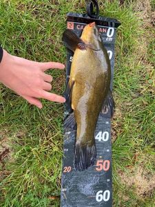 Tench