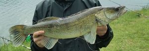 Zander