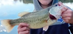 Largemouth Bass
