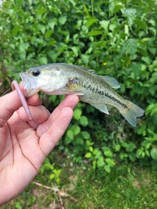 Largemouth Bass