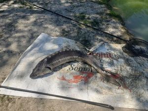 Sturgeon