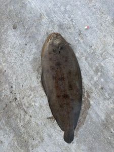 Sole