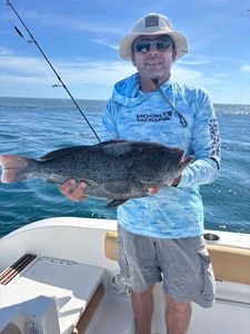 Bluespotted seabass