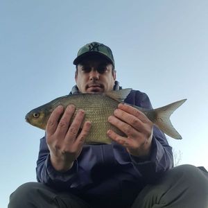 Common Bream