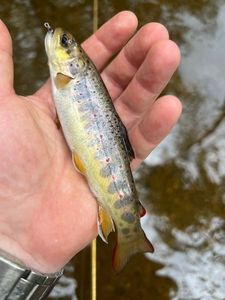 Brown Trout
