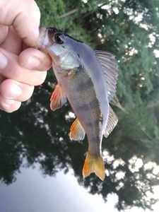 European Perch