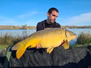 Mirror Carp