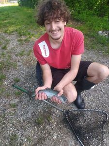 Brown Trout