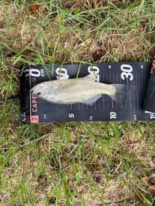 Smallmouth Bass