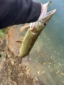 Northern Pike