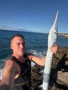 Garfish
