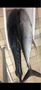 Yellowfin Tuna