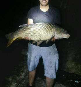 Common Carp
