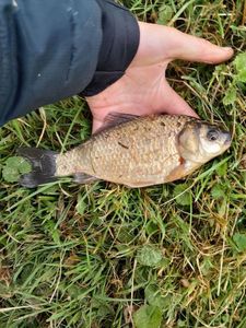 Crucian Carp