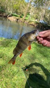 European Perch