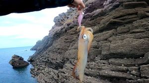 European Squid