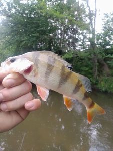 European Perch